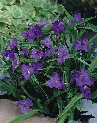 tradescantia (A)  leonora