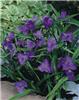 tradescantia (A)  leonora