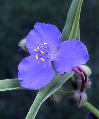 tradescantia barbel