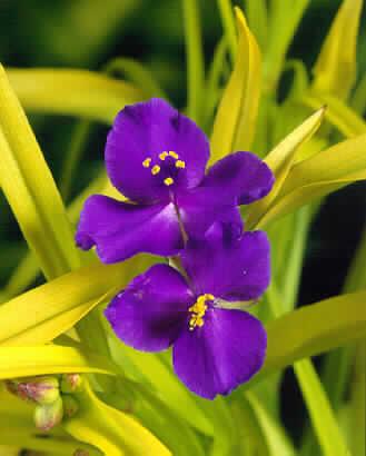 tradescantia sweet kate