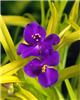 tradescantia sweet kate