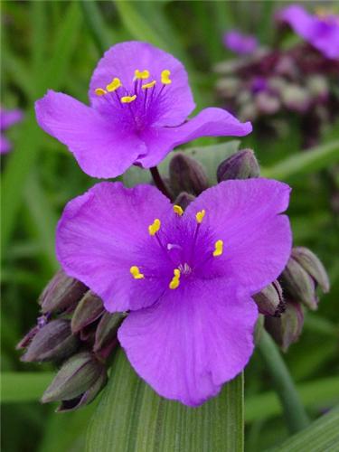 tradescantiaandersonianaConcordGrape