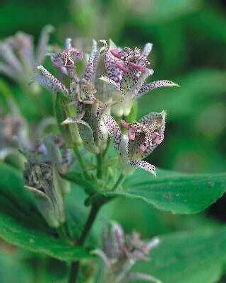tricyrtis hirta