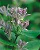 tricyrtis hirta