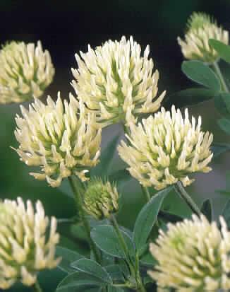trifolium ochroleucum