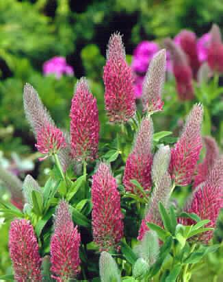 trifolium rubens