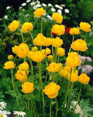 trollius europaeus