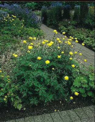 trollius lemon queen