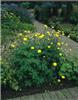 trollius lemon queen