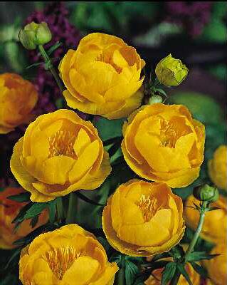 trollius orange globe