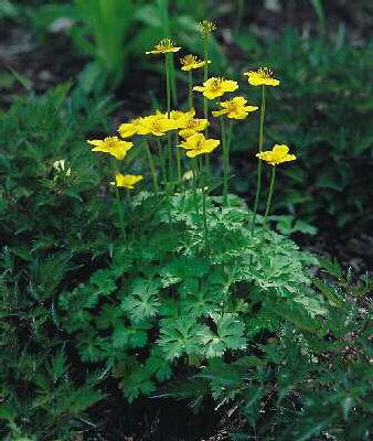 trollius pumilus