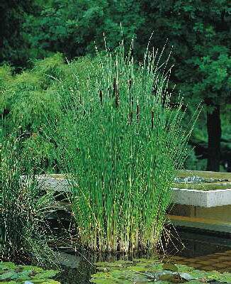 typha angustifolia