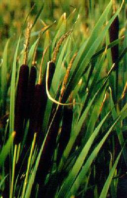 typha latifolia