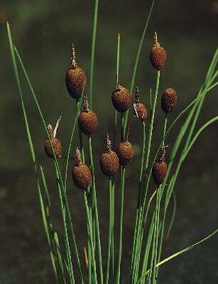 typha minima