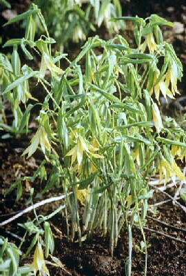 uvularia grandiflora