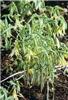uvularia grandiflora