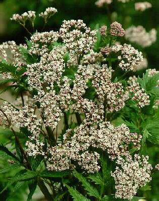valeriana officinalis