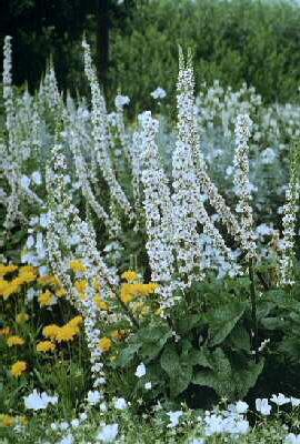 verbascum chaixii album
