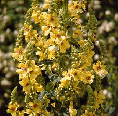 verbascum densiflorum