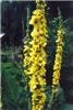verbascum nigrum