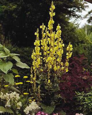 verbascum olympicum