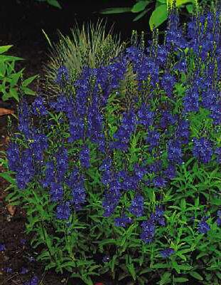 veronica astriaca ssp. teucrium