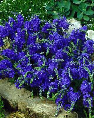 veronica austriaca kapitan