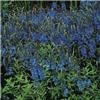 veronica austriaca shirley blue