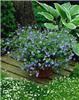 veronica blue george-pot