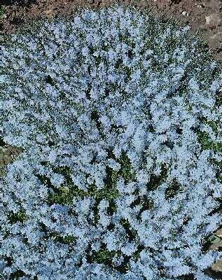veronica gentoides pallida