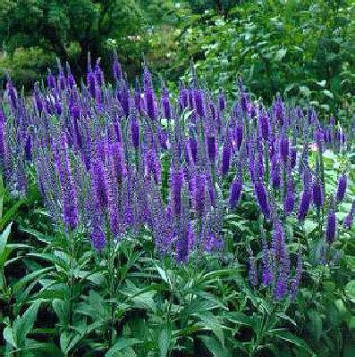 veronica longifolia blauriesin