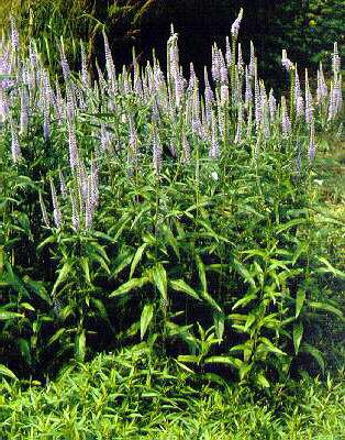 veronica longifolia