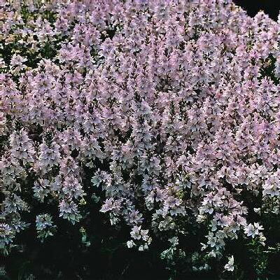 veronica prostrata mrs. holt