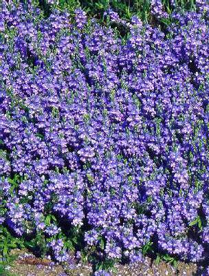 veronica prostrata