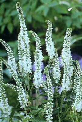 veronica spicata alba