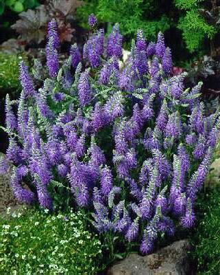 veronica spicata blauteppich