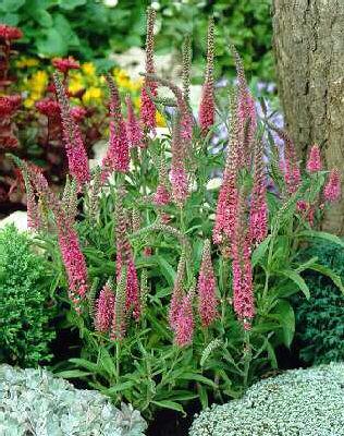 veronica spicata h