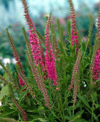 veronica spicata rotfuchs