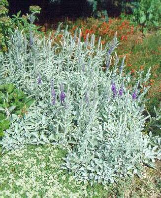 veronica spicata ssp. incana