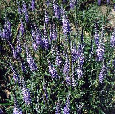 veronica spicata