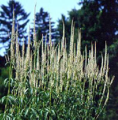 veronicastrum virginicum album