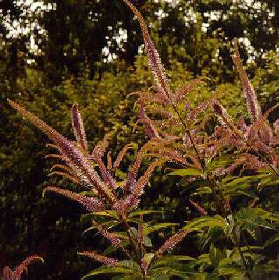 veronicastrum virginicum pink