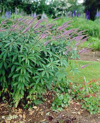veronicastrum virginicum