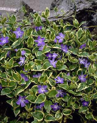 vinca major variegata