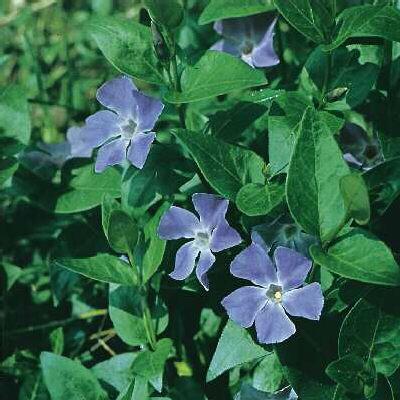 vinca major