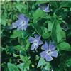 vinca major