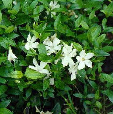 vinca minor alba