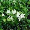 vinca minor alba