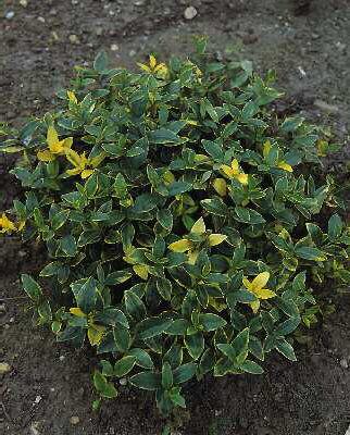 vinca minor aureovariegata