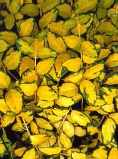 vinca minor illumination